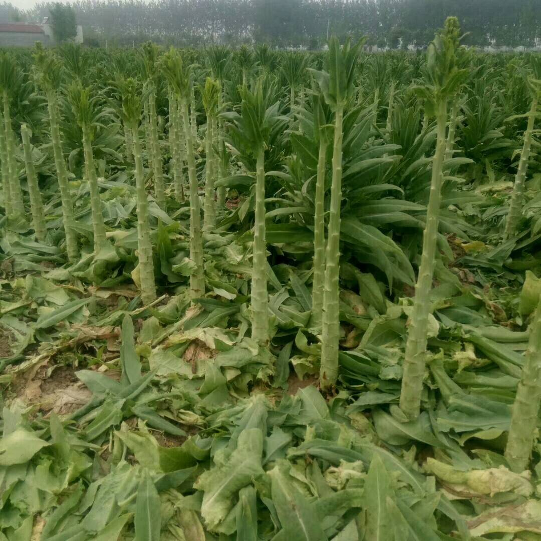 自己家里种的苔杆下来了