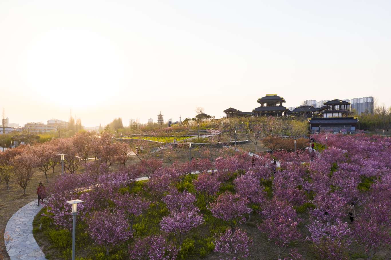 桃花岛春日航拍 