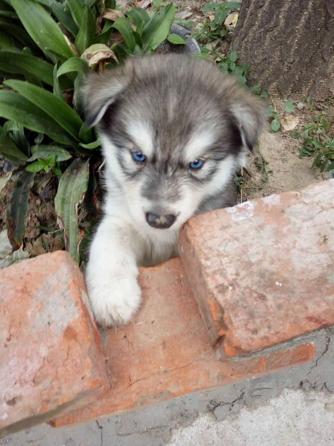 出售哈士奇小奶狗