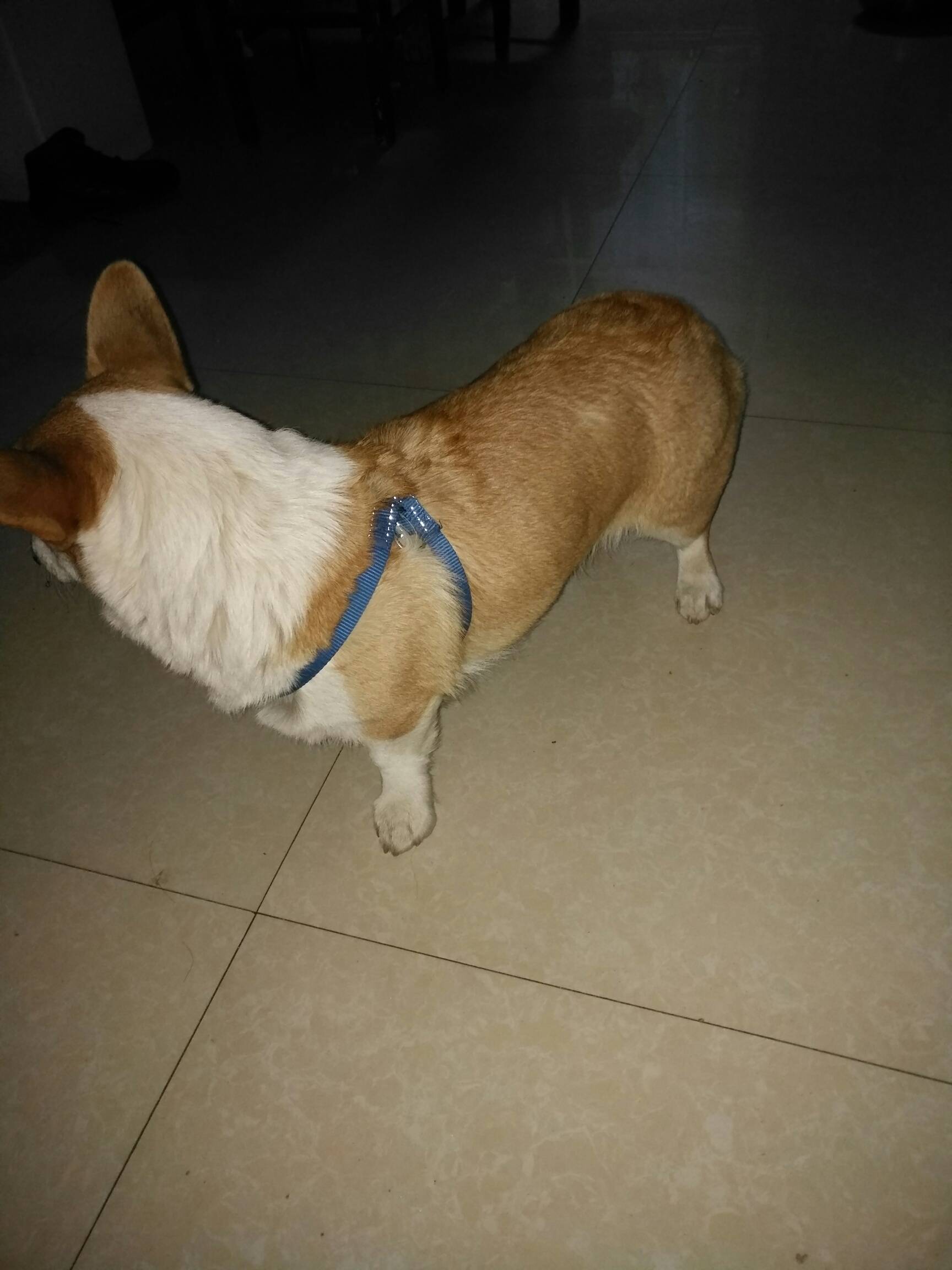 转让纯种母柯基犬, - 邳州杂谈 - 邳州论坛 - powered by discuz!